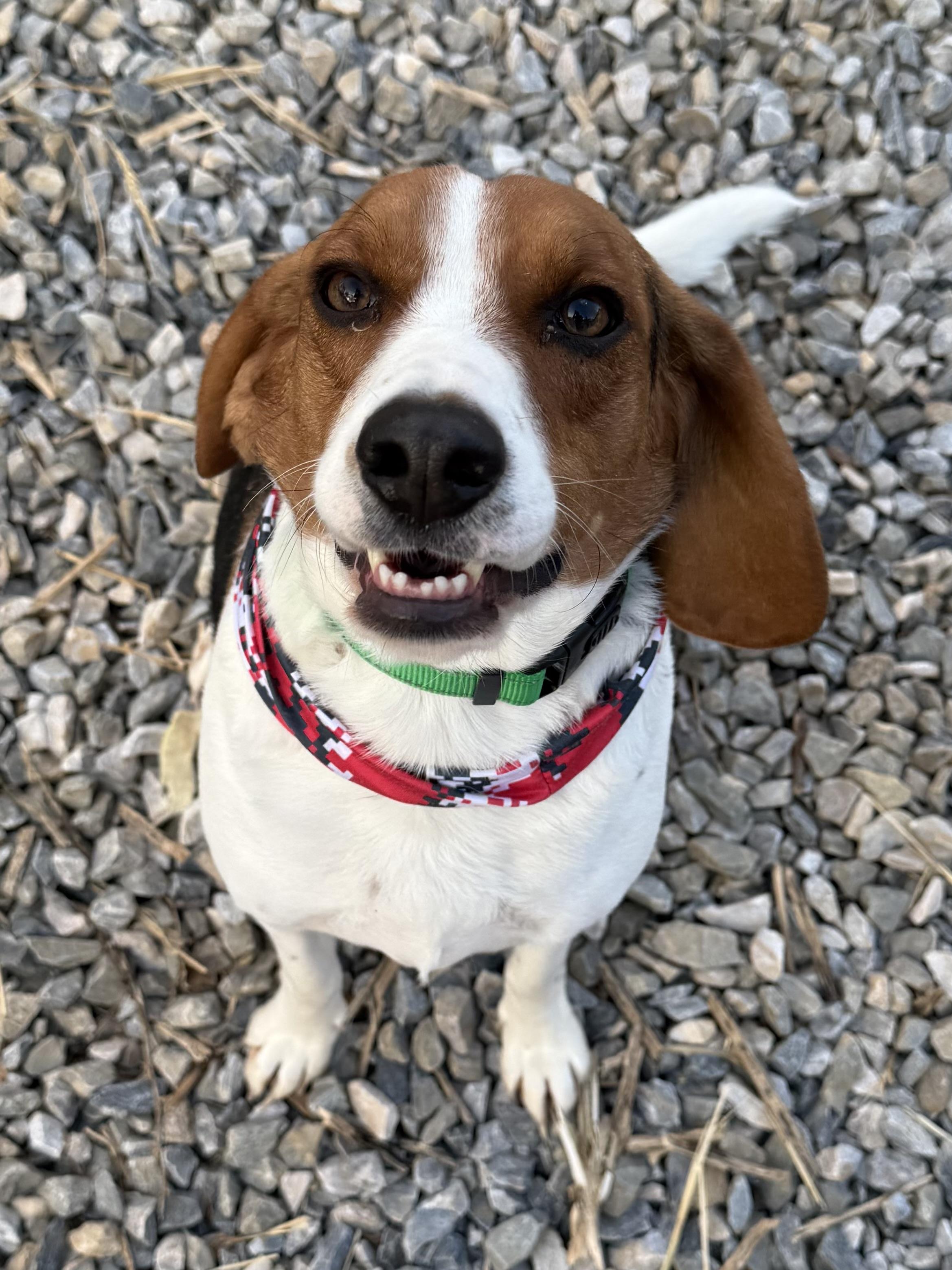 Enlarge Buckie, an adopted Beagle in Woburn, MA image 4/6