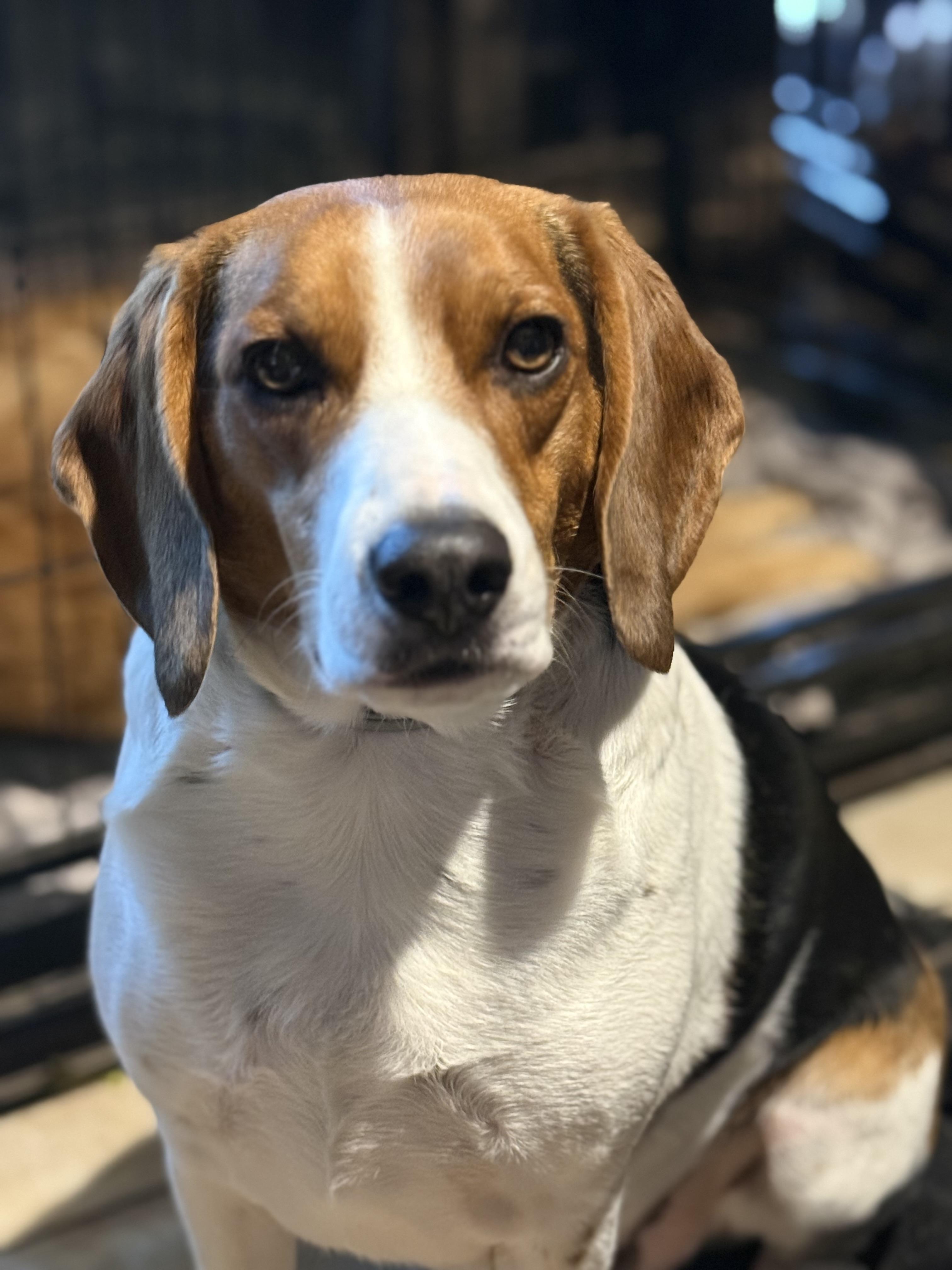 Enlarge Buckie, an adopted Beagle in Woburn, MA image 6/6