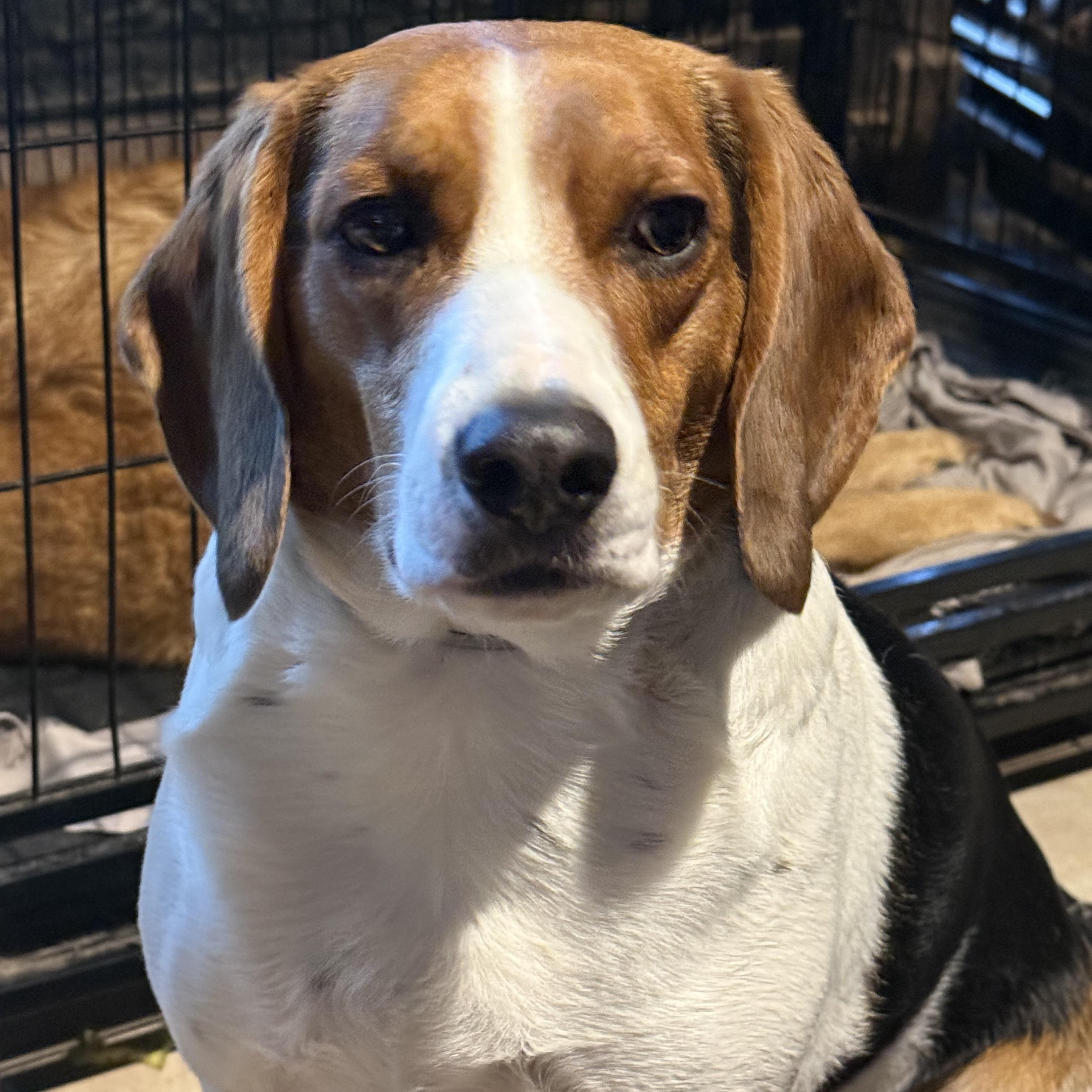 Enlarge Buckie, an adopted Beagle in Woburn, MA image 5/6