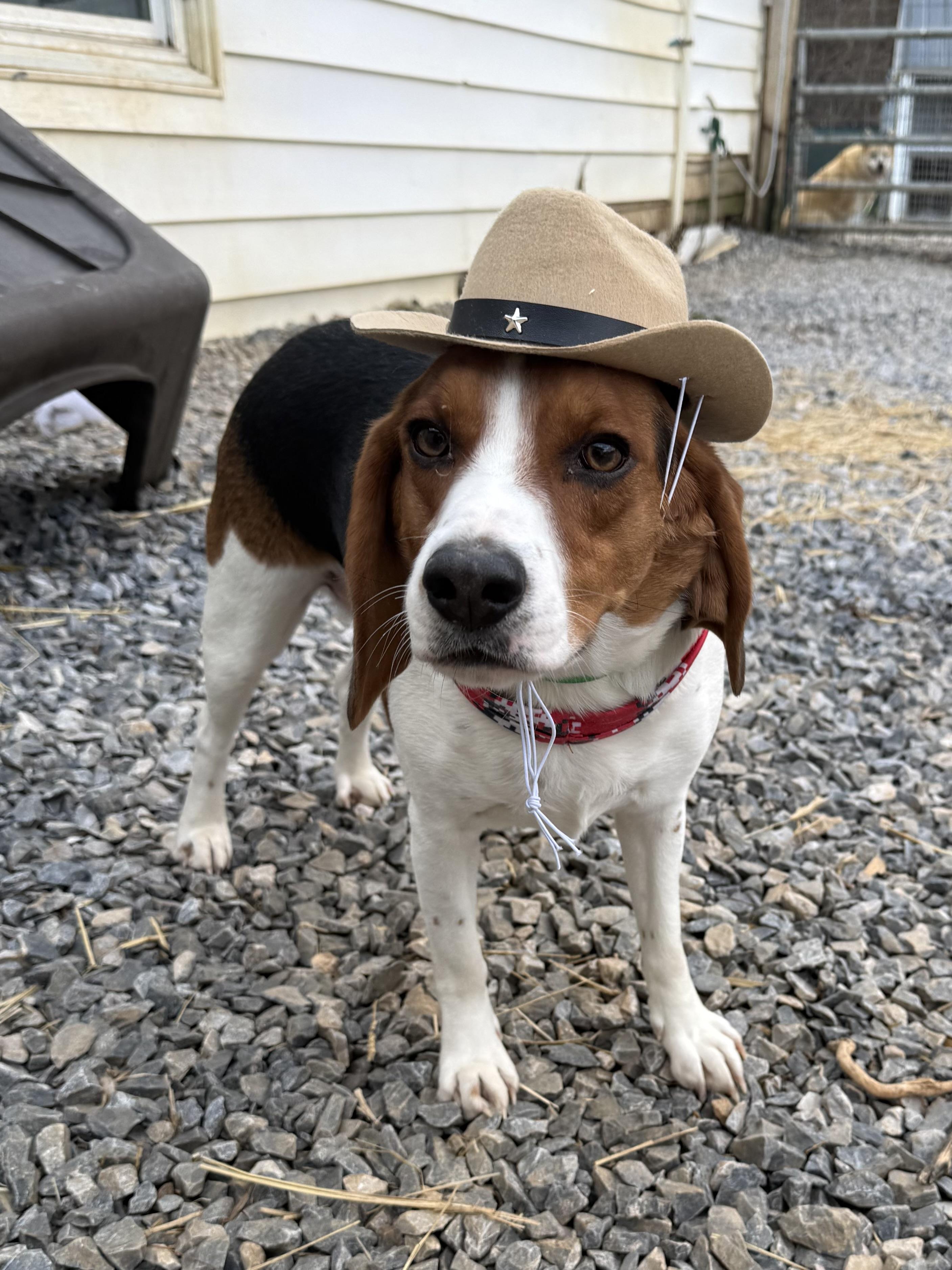 Enlarge Buckie, an adopted Beagle in Woburn, MA image 2/6