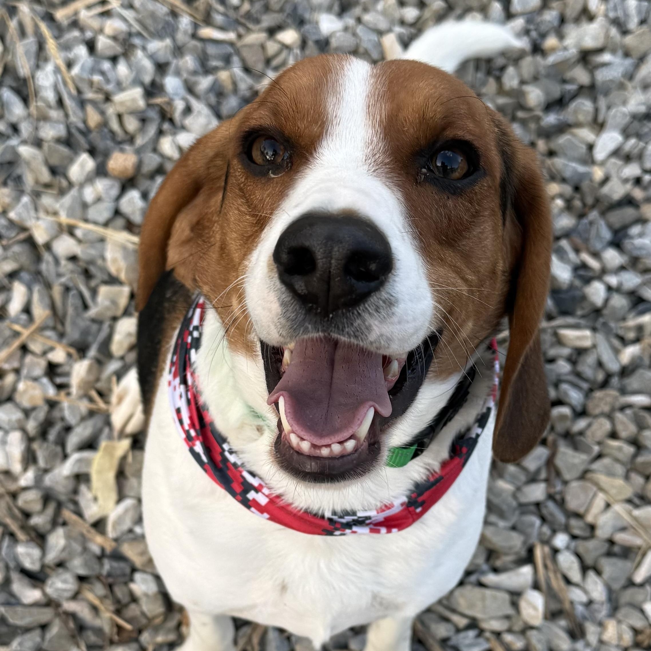 Enlarge Buckie, an adopted Beagle in Woburn, MA image 1/6