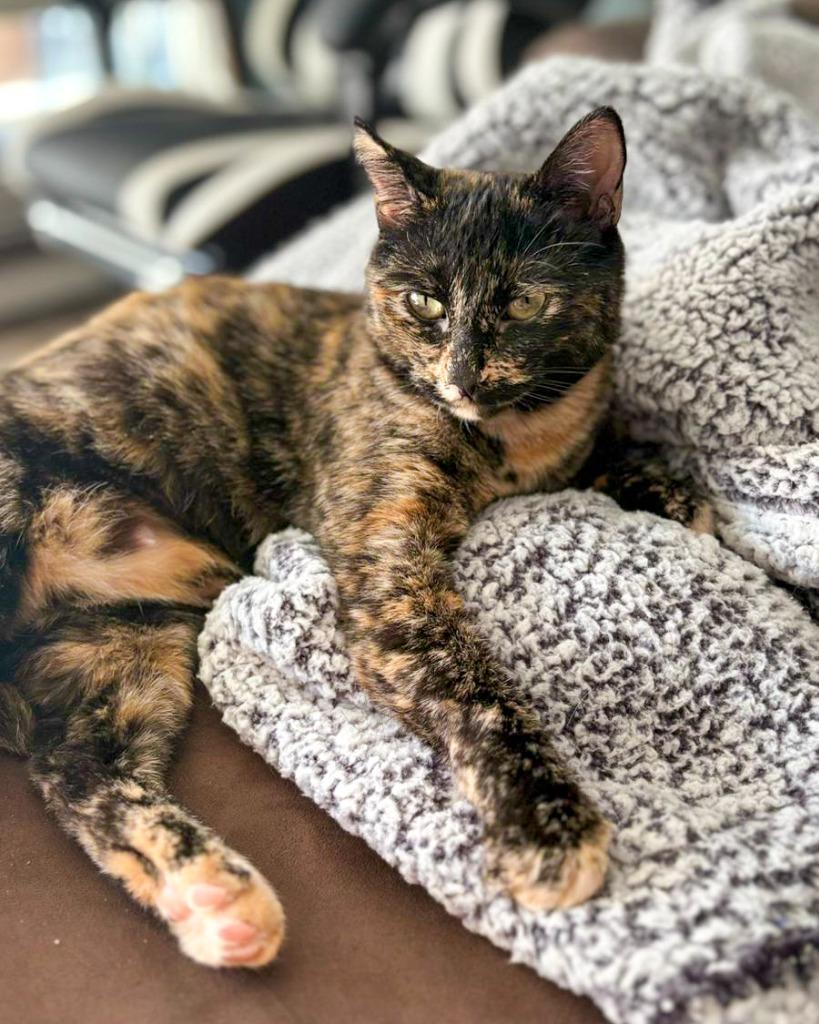 Big Dipper, Adoptable, Young Female Domestic Short Hair.