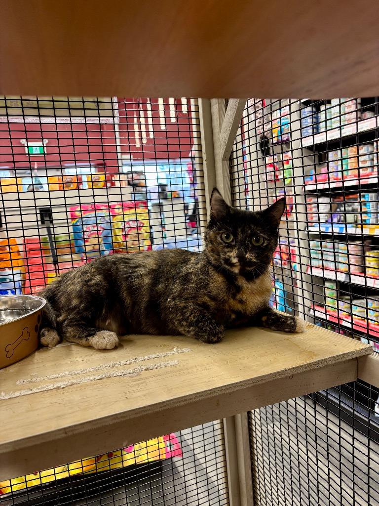 Big Dipper, a Adoptable mixed breed in Calgary, AB image 2/6