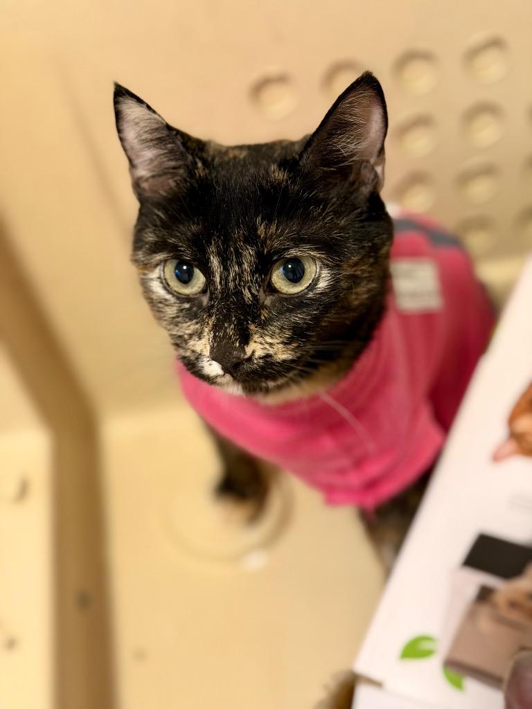 Big Dipper, a Adoptable mixed breed in Calgary, AB image 3/6