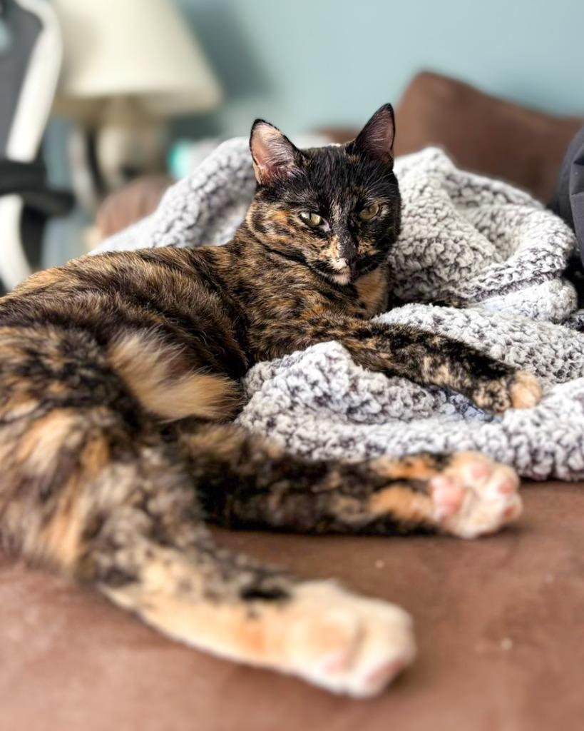 Big Dipper, a Adoptable mixed breed in Calgary, AB image 4/6