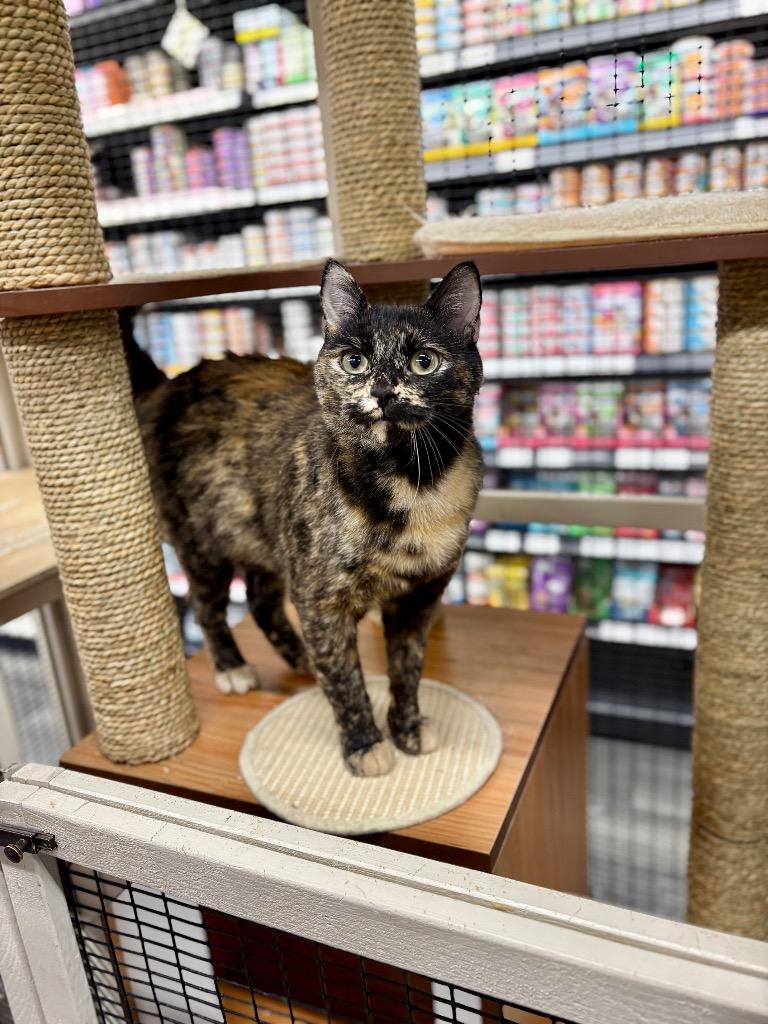 Big Dipper, a Adoptable mixed breed in Calgary, AB image 5/6