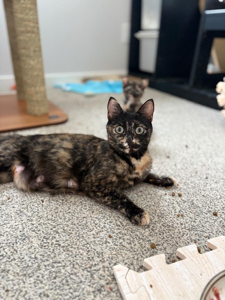 Big Dipper, a Adoptable mixed breed in Calgary, AB image 6/6