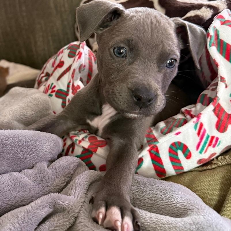 Bugs, Adoptable, Puppy Male American Staffordshire Terrier & Pit Bull Terrier.