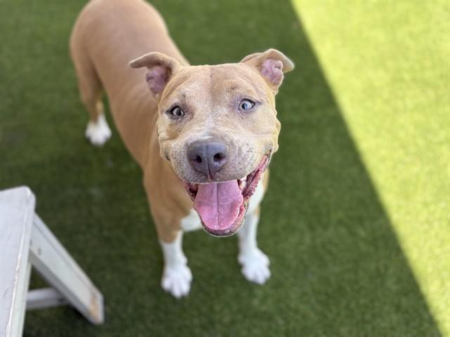 Enlarge NENA, a Adoptable mixed breed in Saint Cloud, FL image 1/1