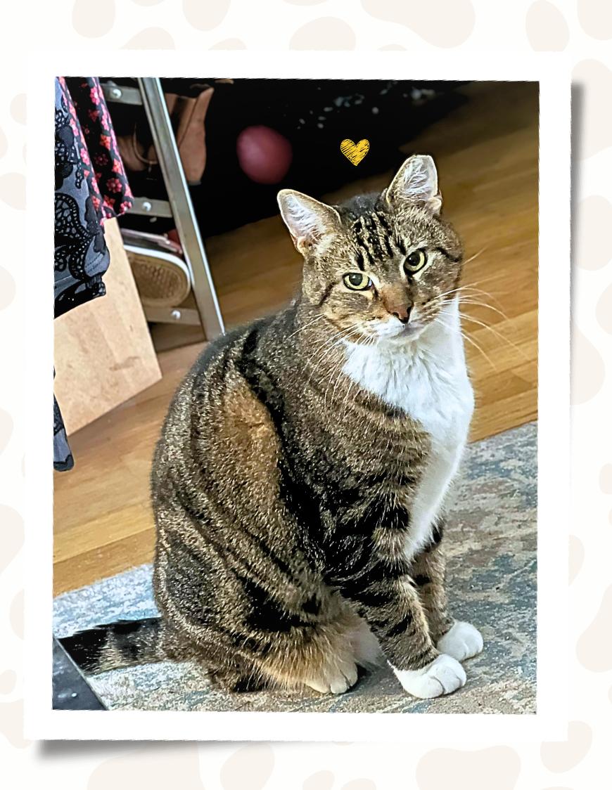 Enlarge Ron and Guillermo, a ADOPTABLE Domestic Short Hair in Jersey City, NJ image 2/4
