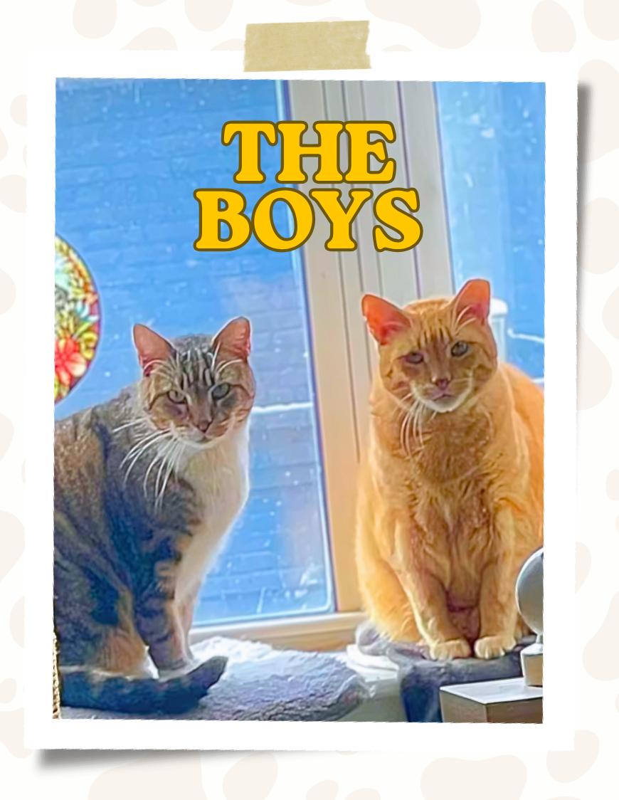 Enlarge Ron and Guillermo, a ADOPTABLE Domestic Short Hair in Jersey City, NJ image 4/4