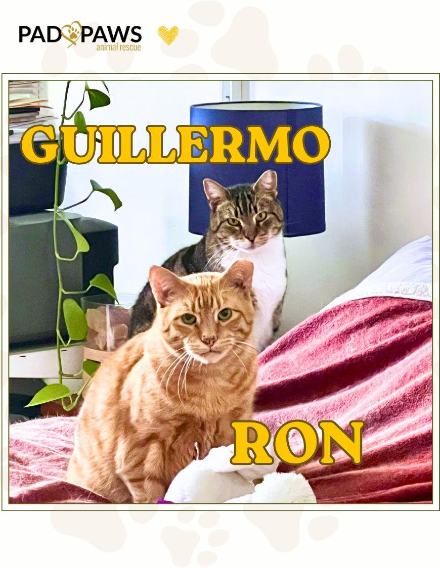 Ron and Guillermo, ADOPTABLE, Senior Male Domestic Short Hair.
