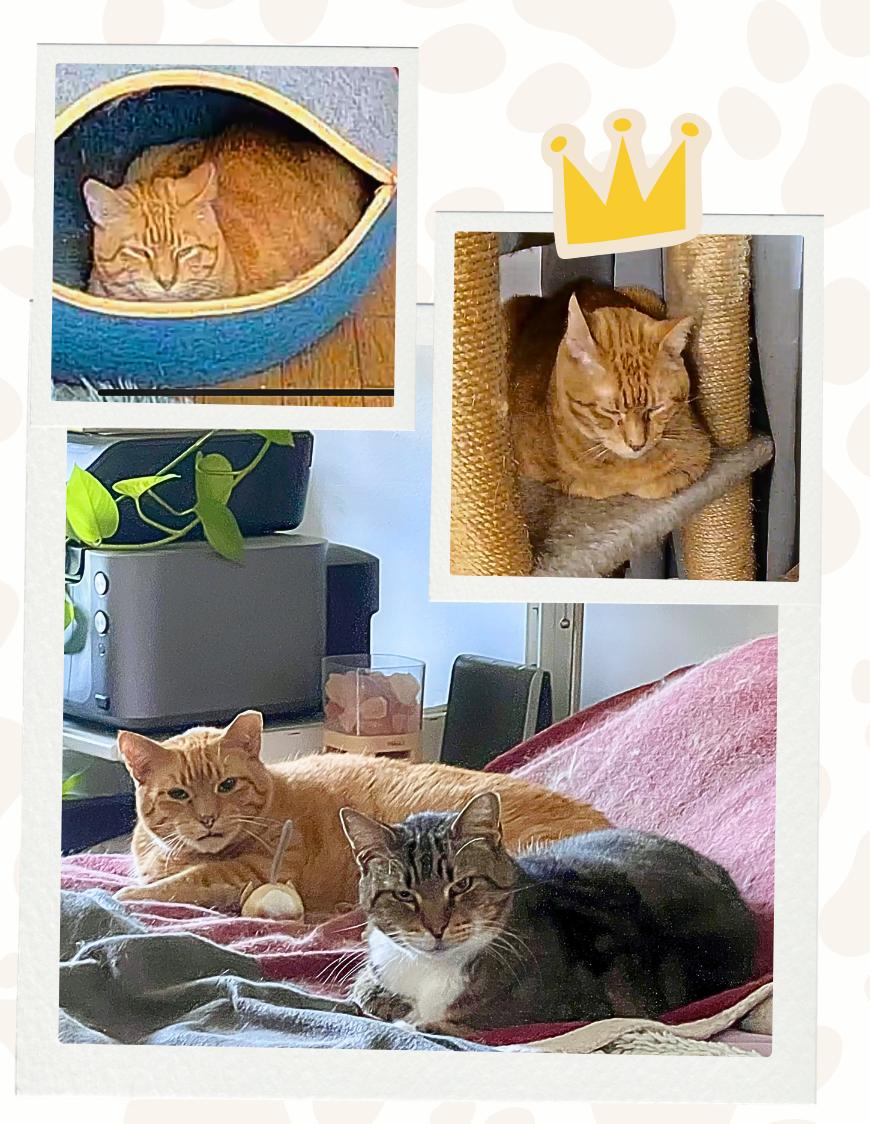 Enlarge Ron and Guillermo, a ADOPTABLE Domestic Short Hair in Jersey City, NJ image 3/4