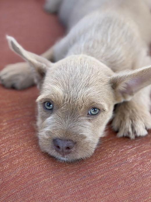 Enlarge Toffee, a Adopted mixed breed in San Diego, CA image 1/3