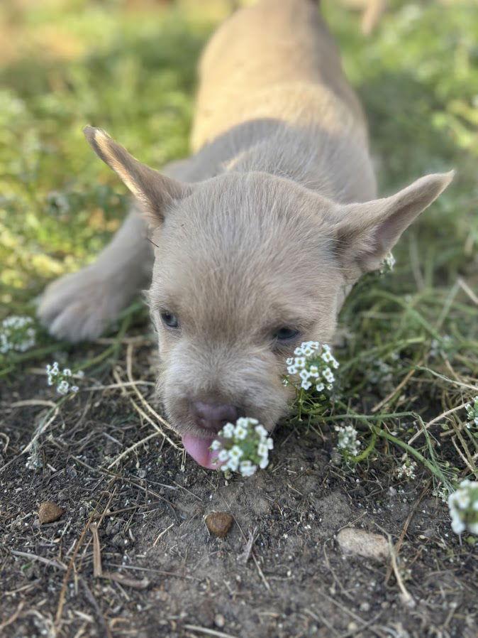 Enlarge Toffee, a Adopted mixed breed in San Diego, CA image 2/3