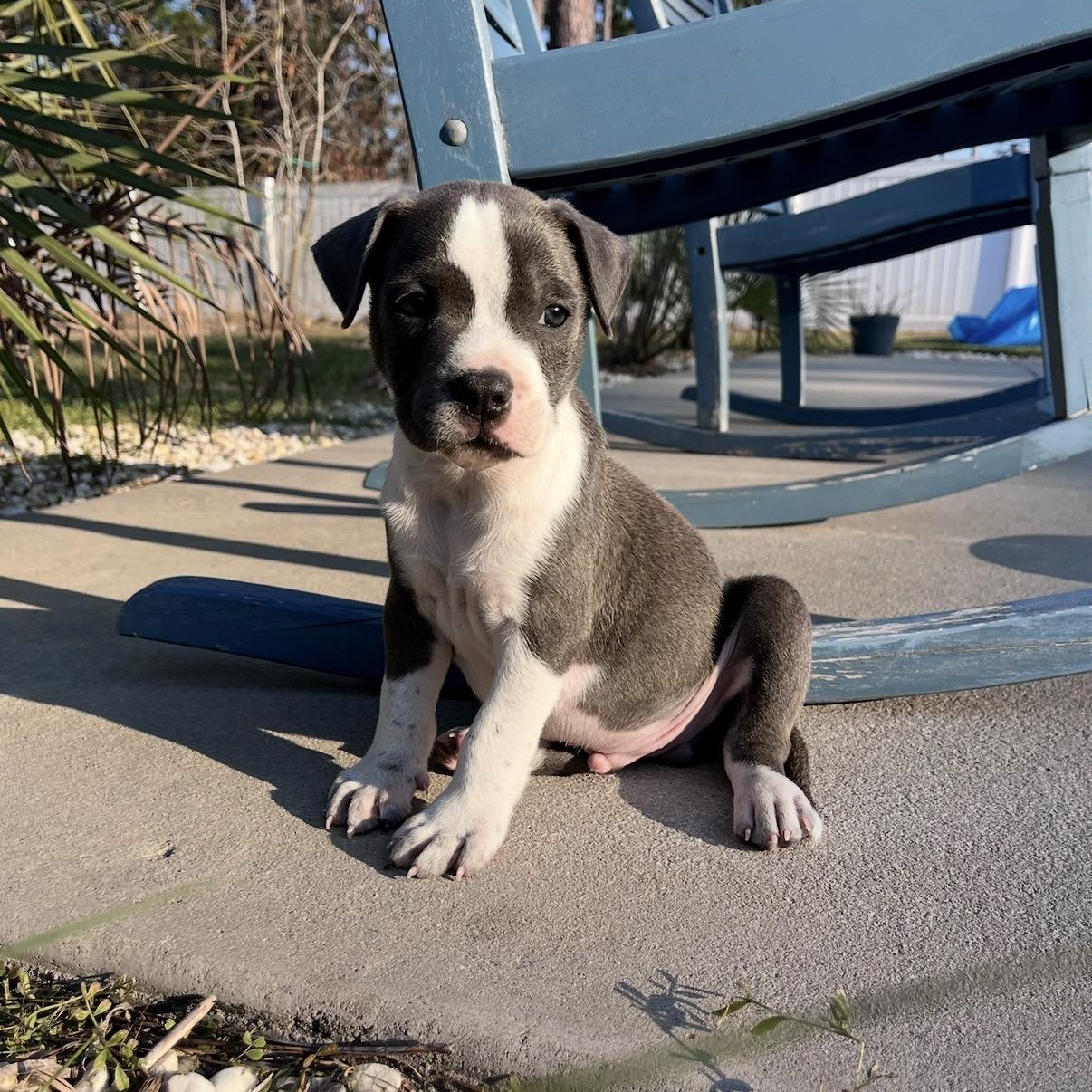 Enlarge Wallen, an adopted Mixed Breed in Calabash, NC image 2/4