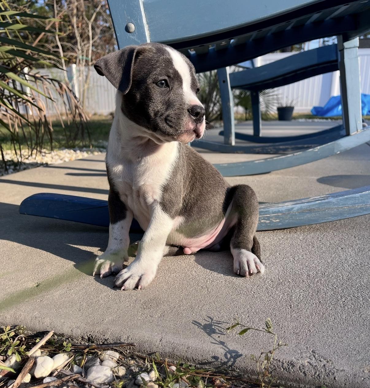 Enlarge Wallen, an adopted Mixed Breed in Calabash, NC image 3/4