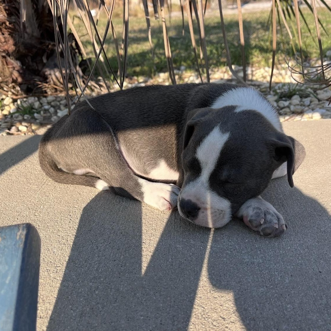 Enlarge Wallen, an adopted Mixed Breed in Calabash, NC image 4/4