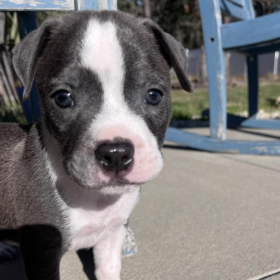 Wallen, adopted, Puppy Male Mixed Breed.