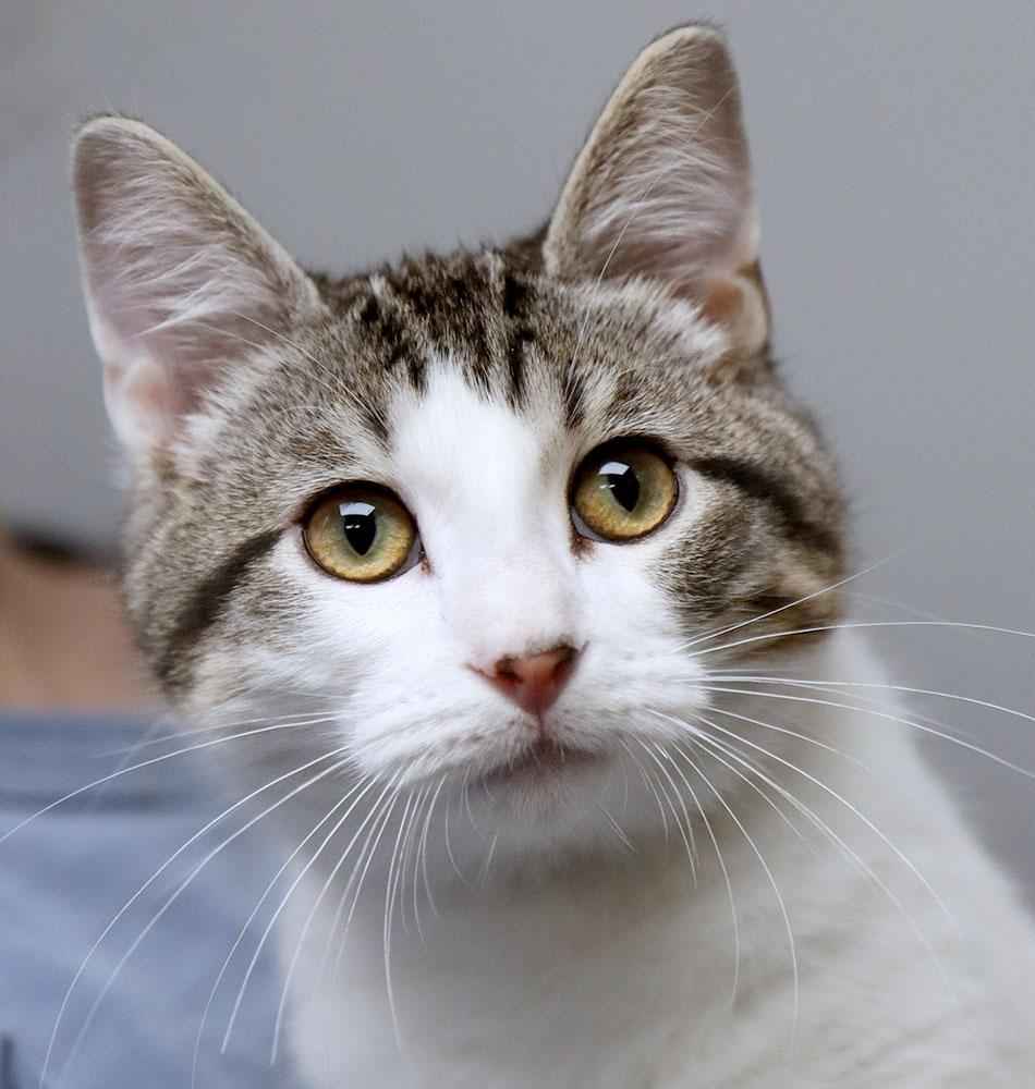Billy (AO37740), Adopted, Kitten Male Domestic Short Hair.