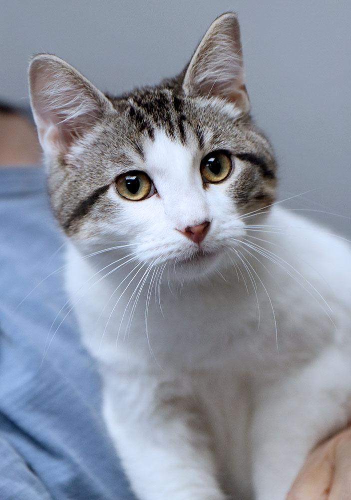 Enlarge Billy (AO37740), a Adopted mixed breed in Kansas City, KS image 2/2