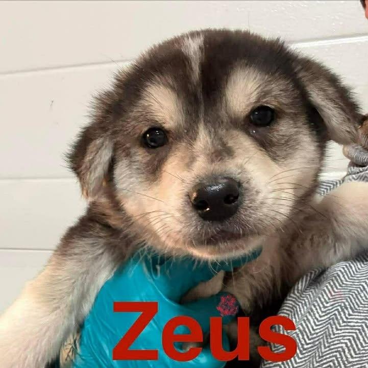Zeus (20260216-04)