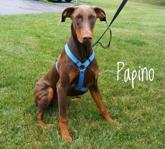 Papino, Adopted, Senior Male Doberman Pinscher.