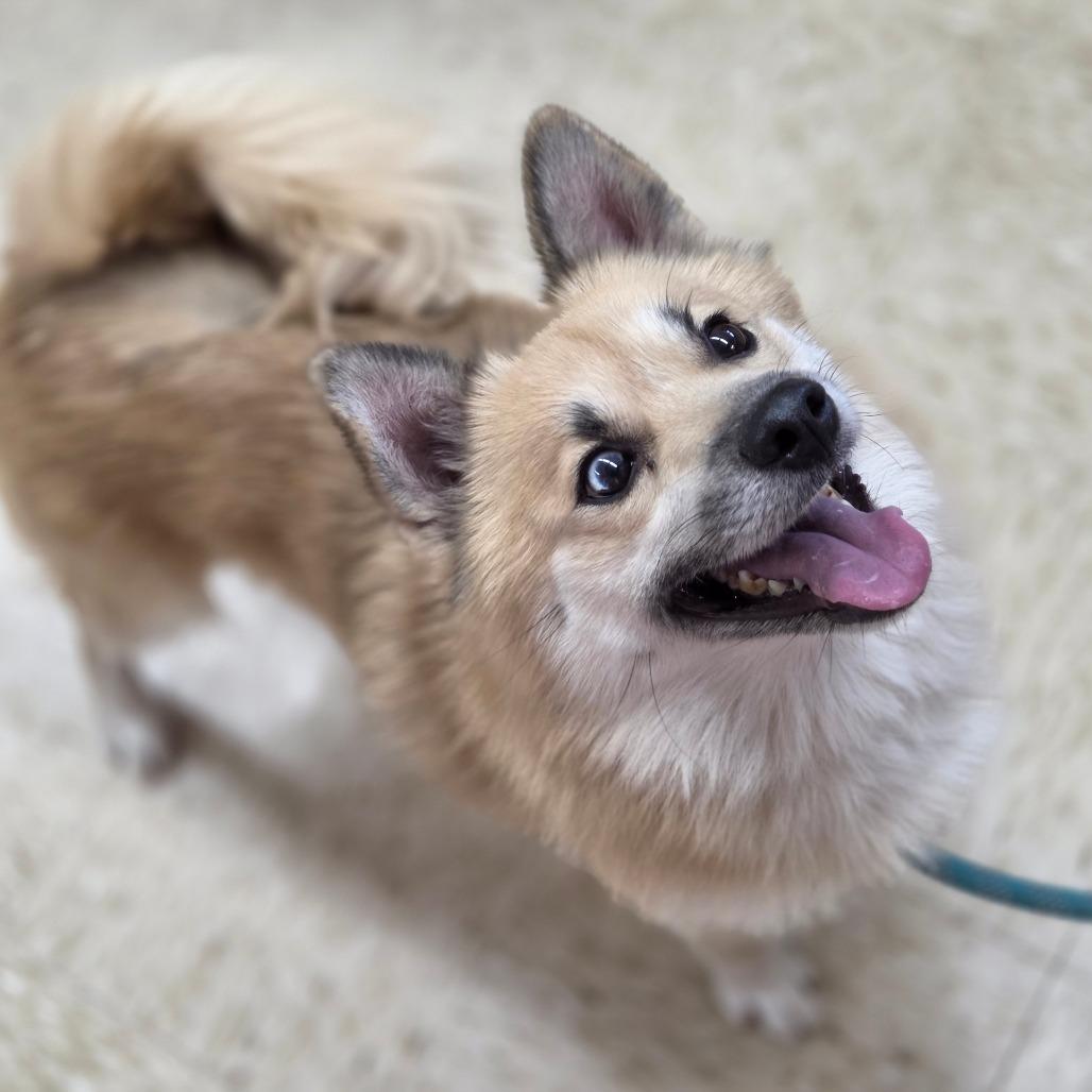 Stitch, Adoptable, Adult Male Pomeranian & Husky.