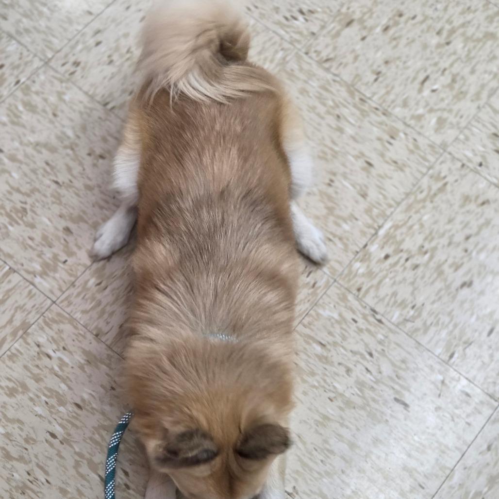 Enlarge Stitch, a Adoptable mixed breed in Breese, IL image 2/6