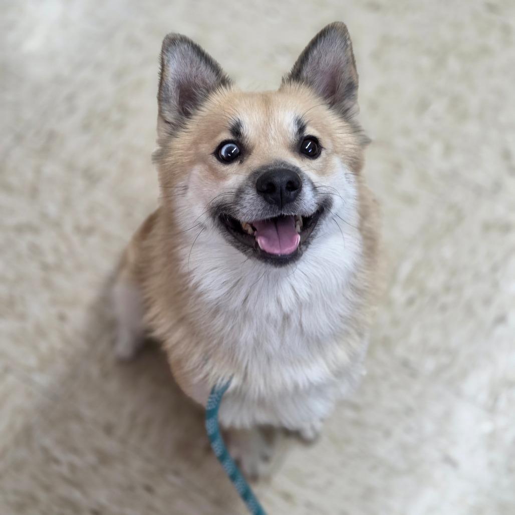 Enlarge Stitch, a Adoptable mixed breed in Breese, IL image 3/6
