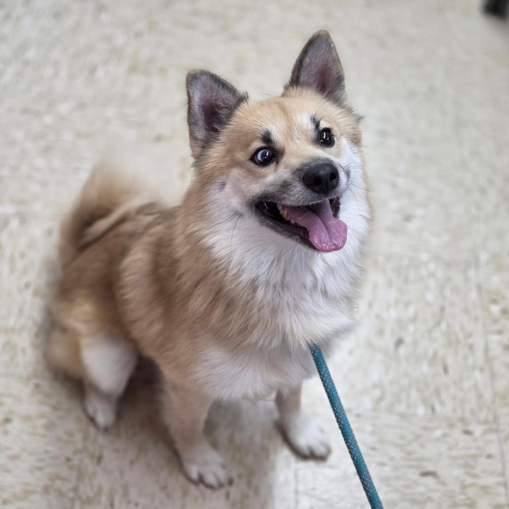 Enlarge Stitch, a Adoptable mixed breed in Breese, IL image 4/6