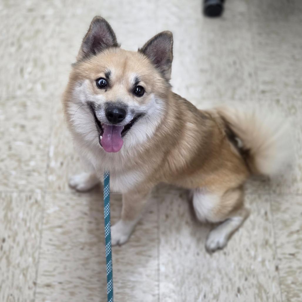 Enlarge Stitch, a Adoptable mixed breed in Breese, IL image 5/6