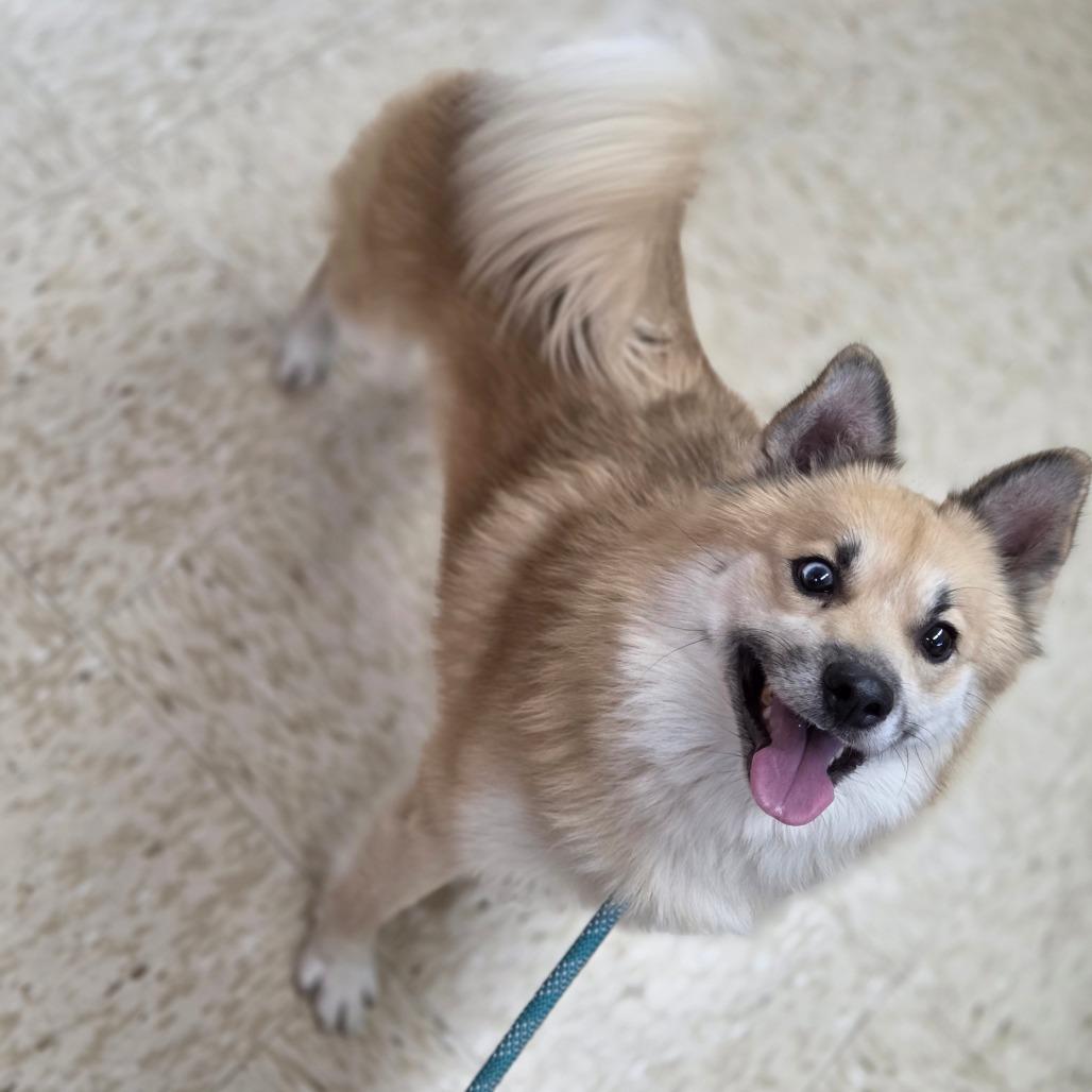 Enlarge Stitch, a Adoptable mixed breed in Breese, IL image 6/6