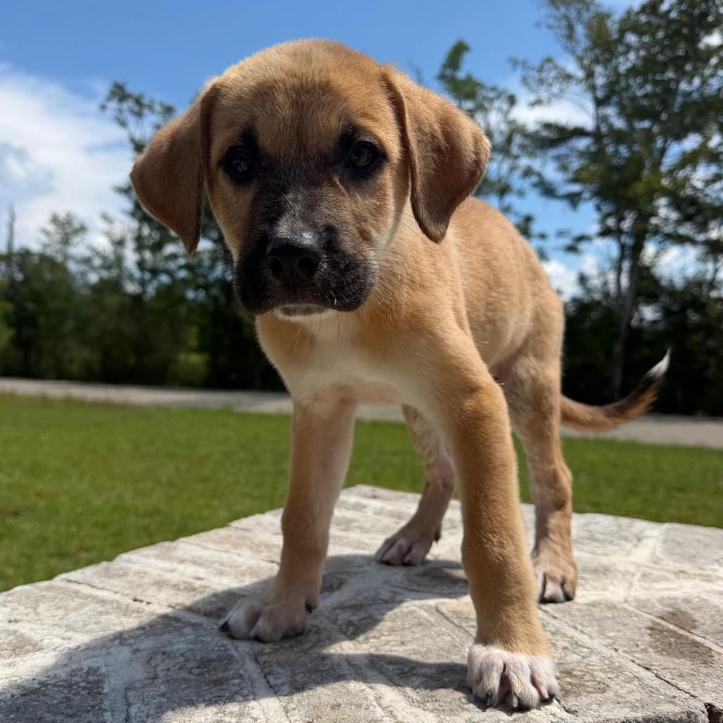 Rowan, Adoptable, Puppy Male Golden Retriever & Mixed Breed.