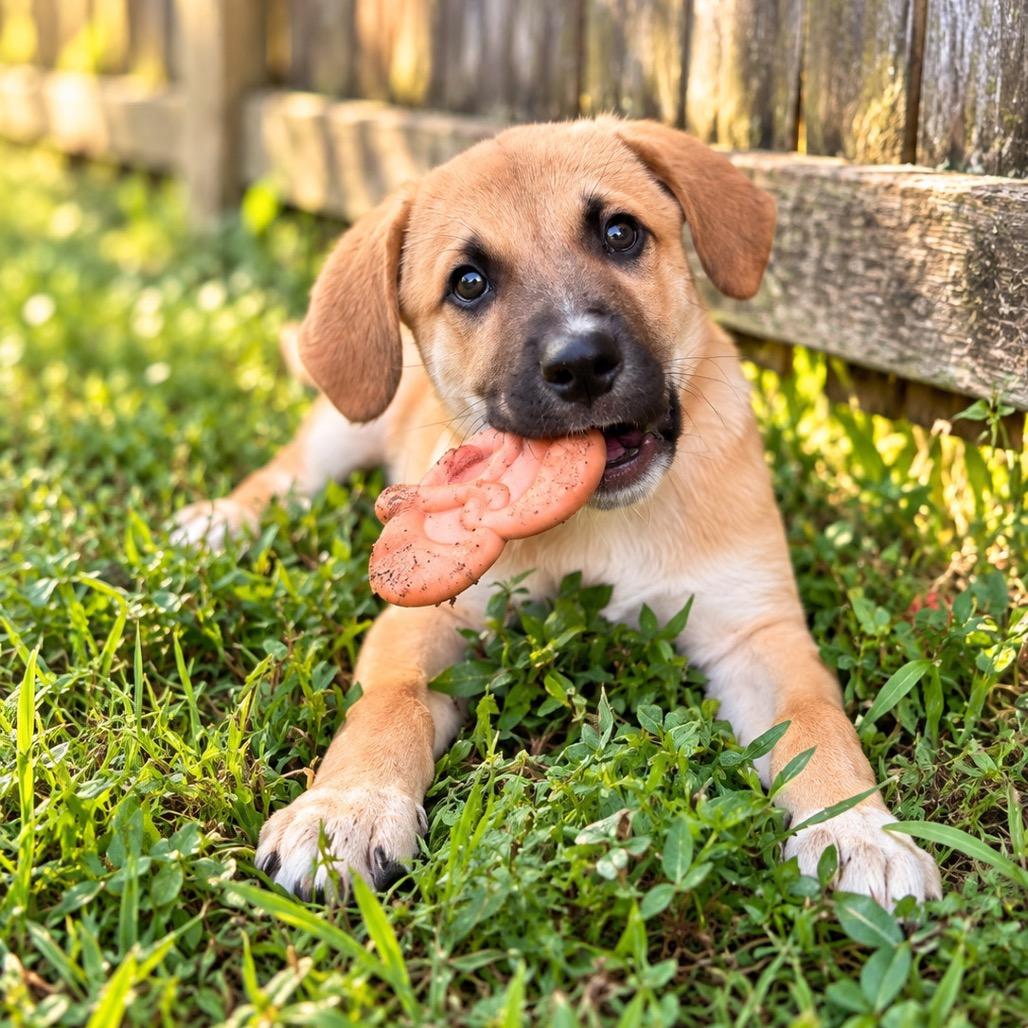 Enlarge Rowan, a Adoptable mixed breed in Baton Rouge, LA image 3/6