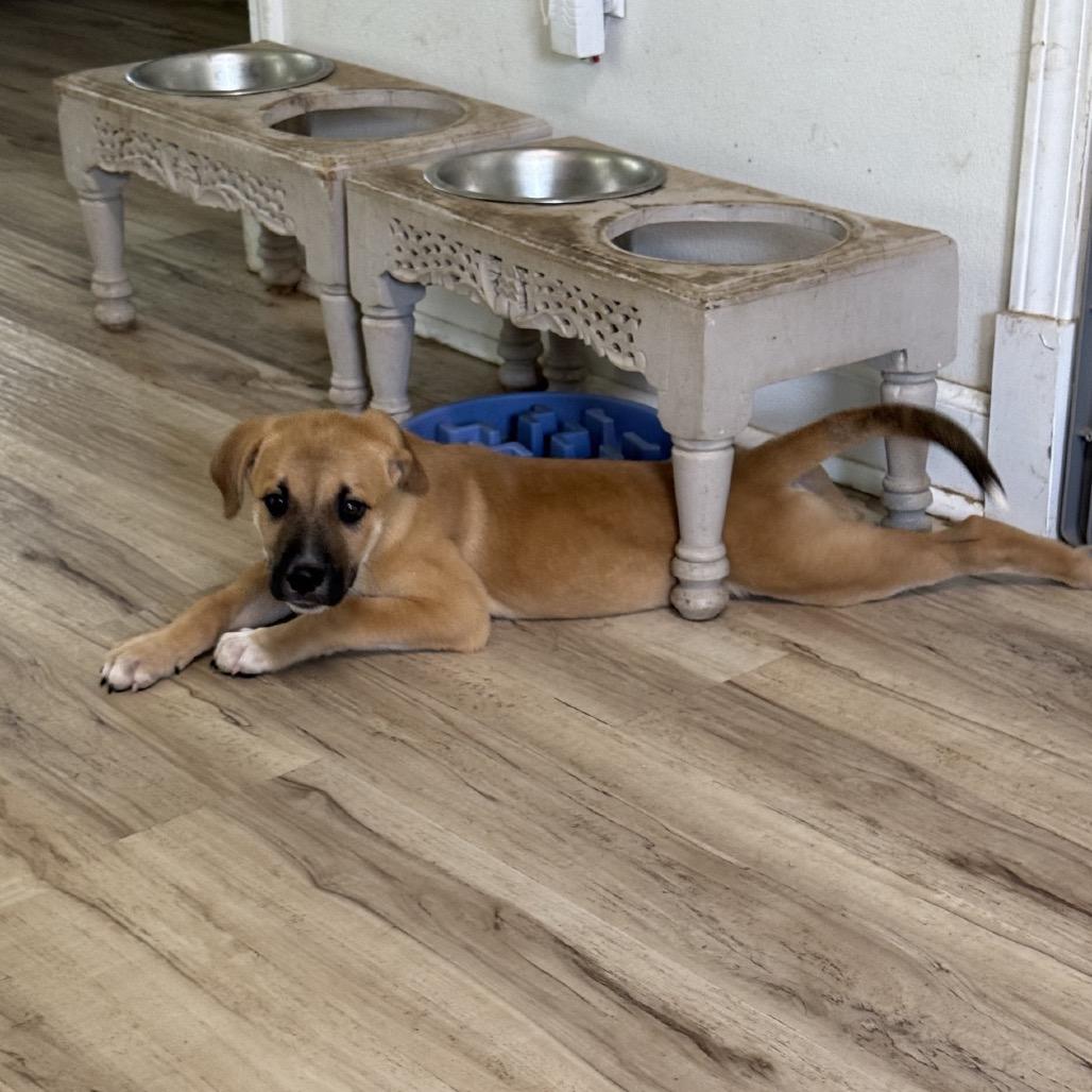 Enlarge Rowan, a Adoptable mixed breed in Baton Rouge, LA image 5/6