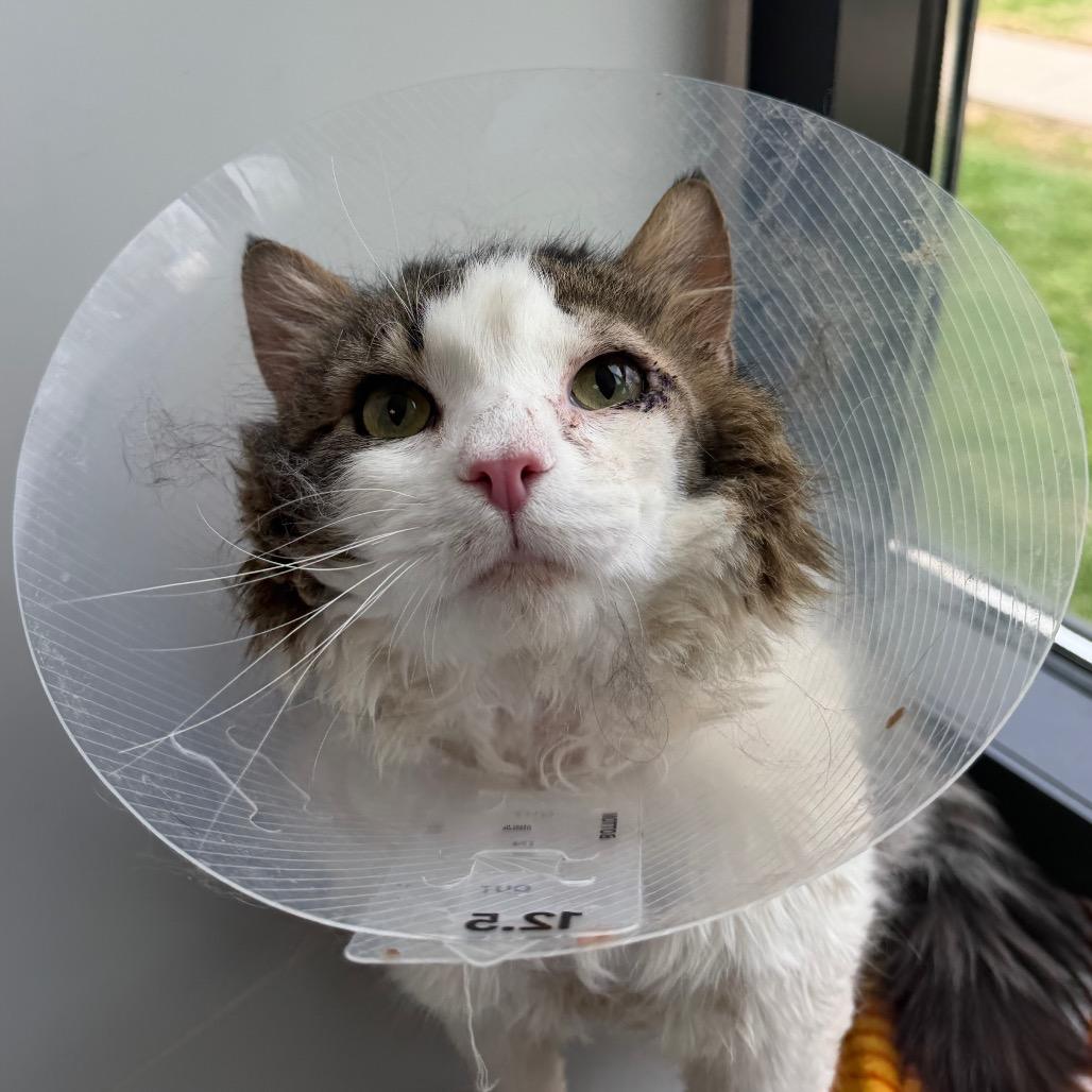 Yogi, Adoptable, Adult Male Domestic Long Hair.