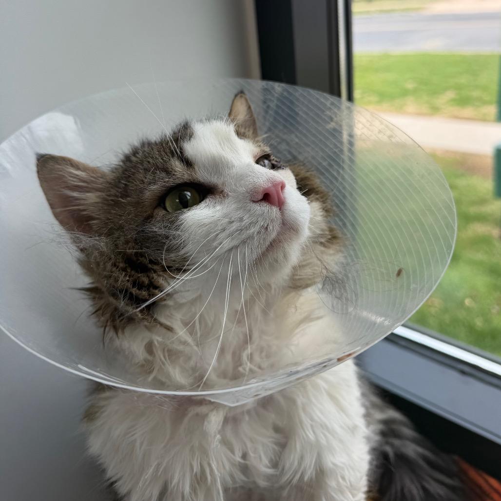 Yogi, a Adoptable Domestic Long Hair in Allentown, PA image 2/3