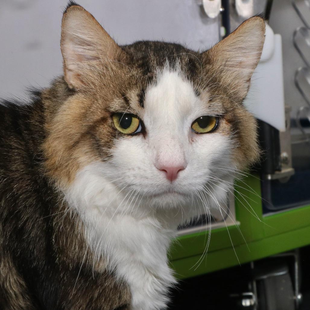 Yogi, a Adoptable Domestic Long Hair in Allentown, PA image 3/3