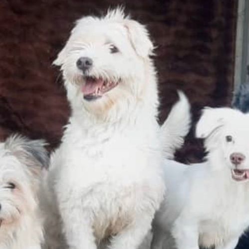 Loki, Adopted, Adult Male Cairn Terrier.