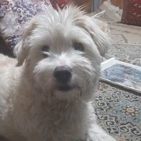 Loki, a Adopted mixed breed in Ridgefield, WA image 2/6