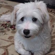 Loki, a Adopted mixed breed in Ridgefield, WA image 3/6