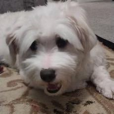 Loki, a Adopted mixed breed in Ridgefield, WA image 4/6