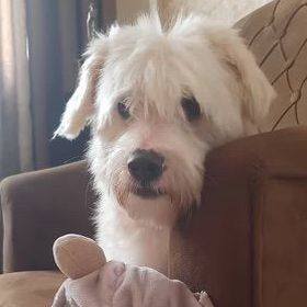 Loki, a Adopted mixed breed in Ridgefield, WA image 6/6