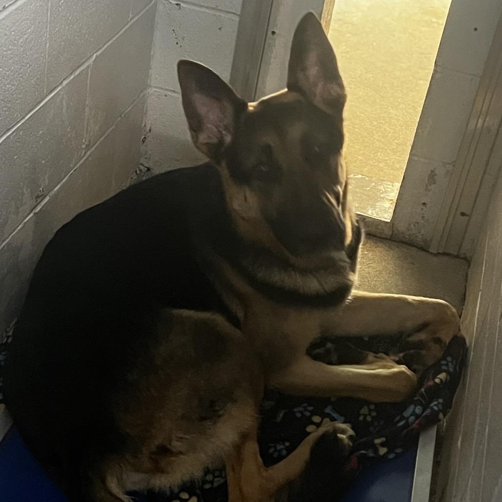 Enlarge Dermond, a Adoptable Mixed Breed in Summerville, SC image 1/3