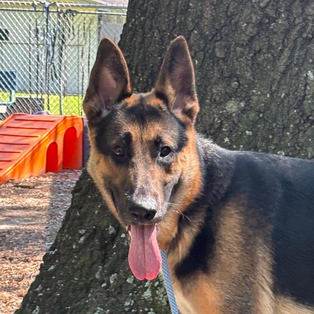 Enlarge Dermond, a Adoptable Mixed Breed in Summerville, SC image 2/3