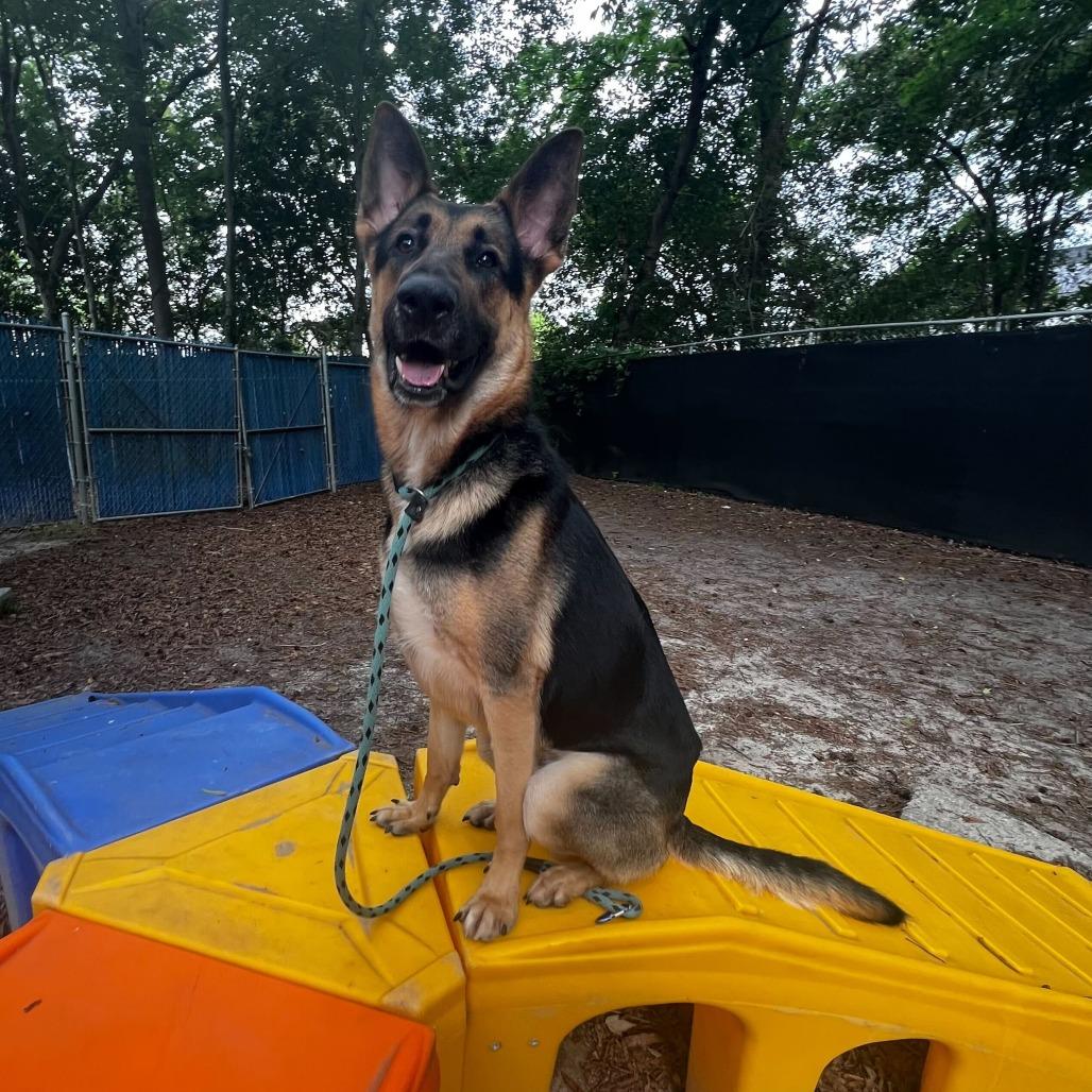 Enlarge Dermond, a Adoptable Mixed Breed in Summerville, SC image 3/3