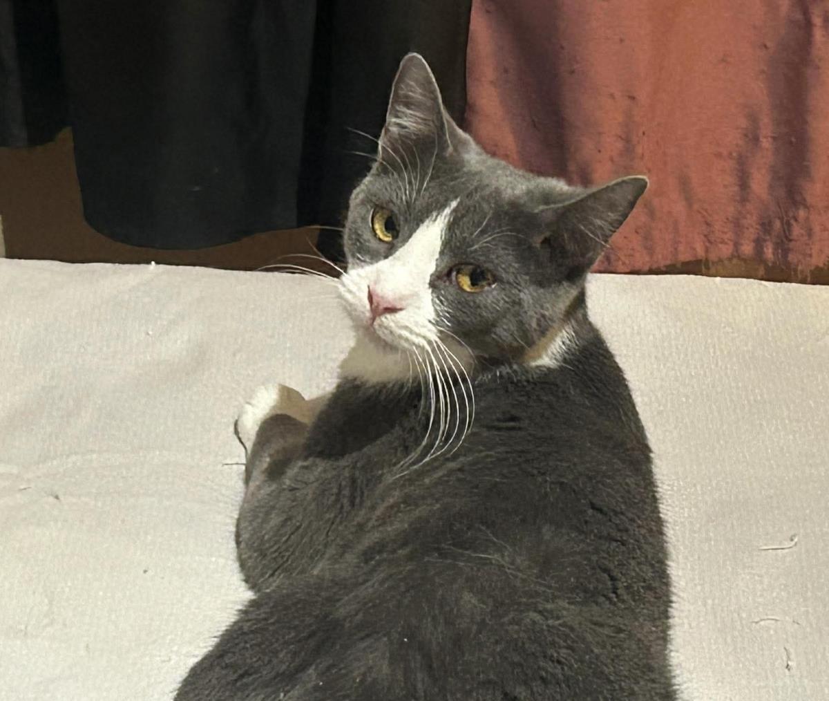Sabine Obispo Bonded To Biff Obispo, a Adoptable Domestic Short Hair in Chandler, AZ image 1/2