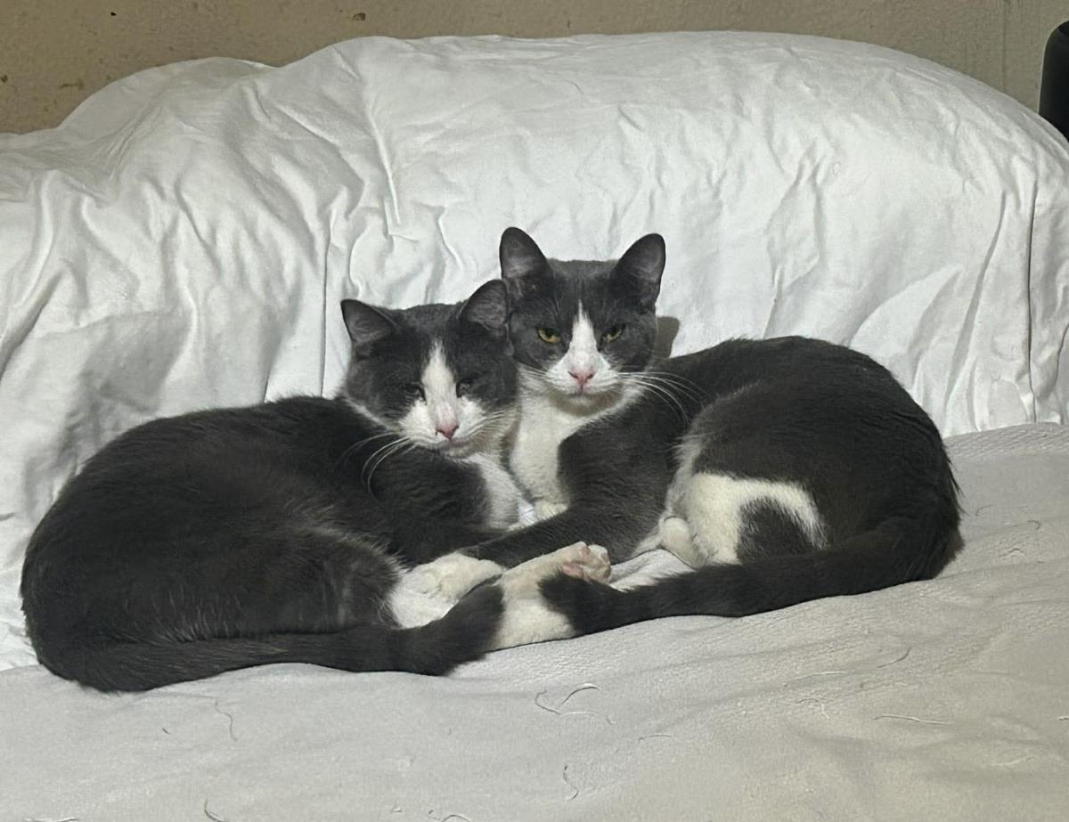 Sabine Obispo Bonded To Biff Obispo, a Adoptable Domestic Short Hair in Chandler, AZ image 2/2