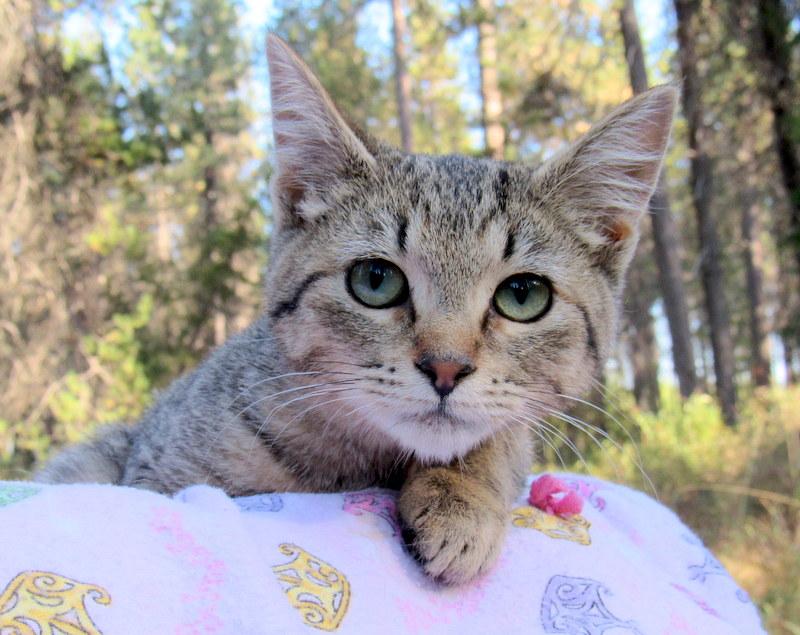 Enlarge Sean & Serena Lovable Kittens!, a Adoptable Tabby in Newport, WA image 1/6